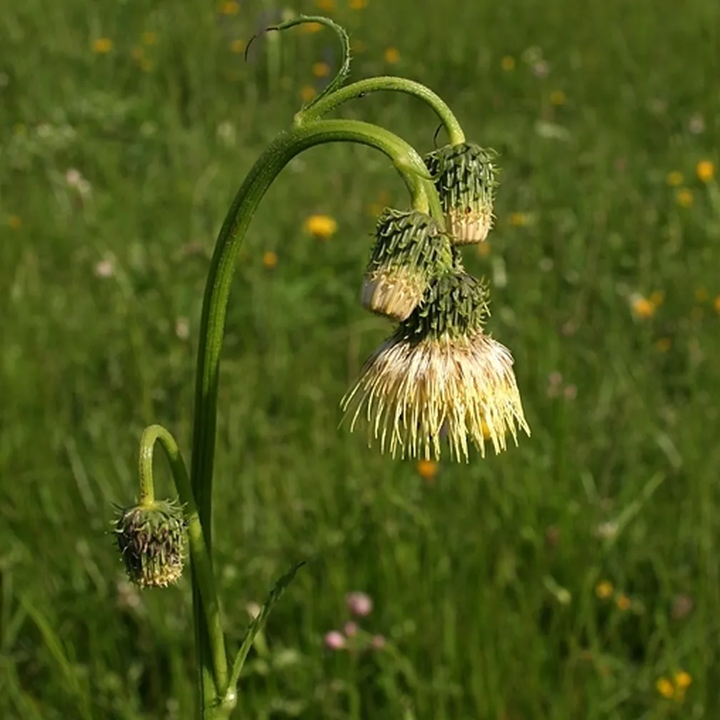 Lepki osat (Cirsium erisithales) ima postavno steblo in globoko pernato deljene pritlične liste.