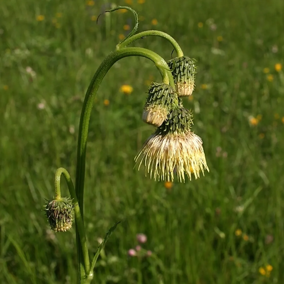 Lepki osat (Cirsium erisithales) ima postavno steblo in globoko pernato deljene pritlične liste.
