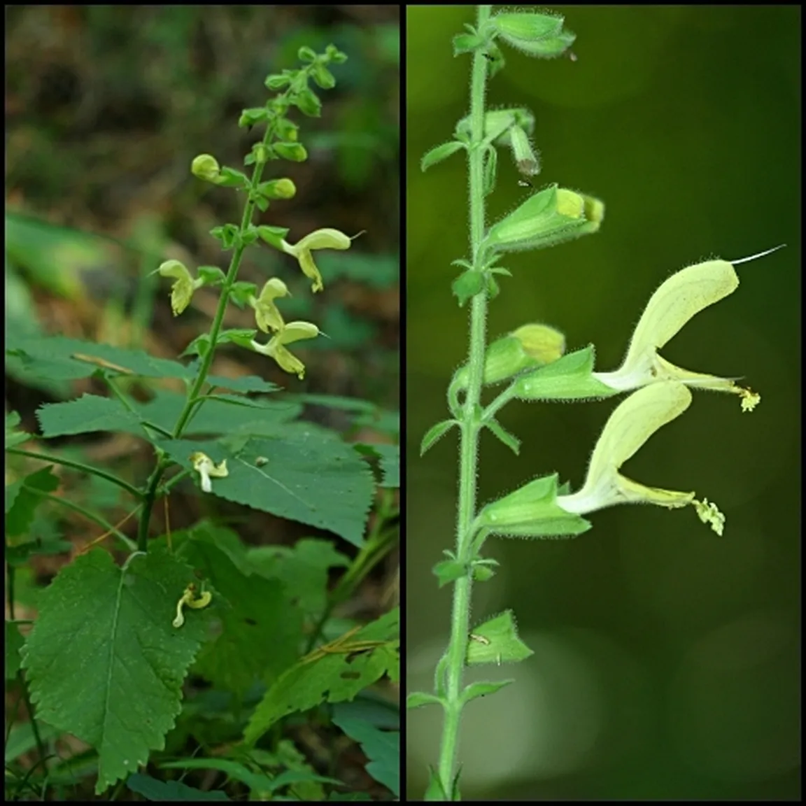 Lepljiva kadulja (Salvia glutinosa) - cvetoča rastlina (levo) in socvetje od blizu (desno).