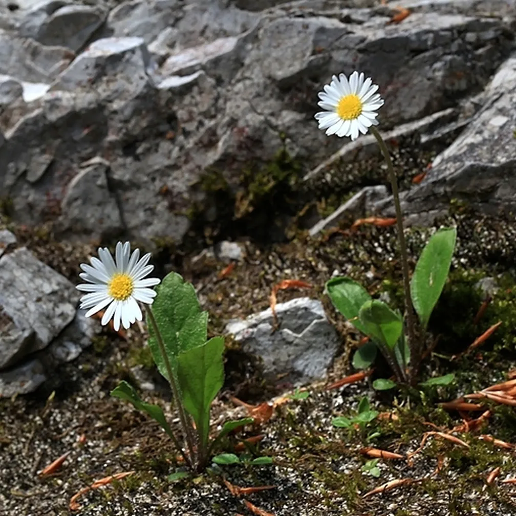 Marjetičasta nebina (Aster bellidiastrum) ima dlakavo neolistnato steblo in bele jezičaste cvetove.
