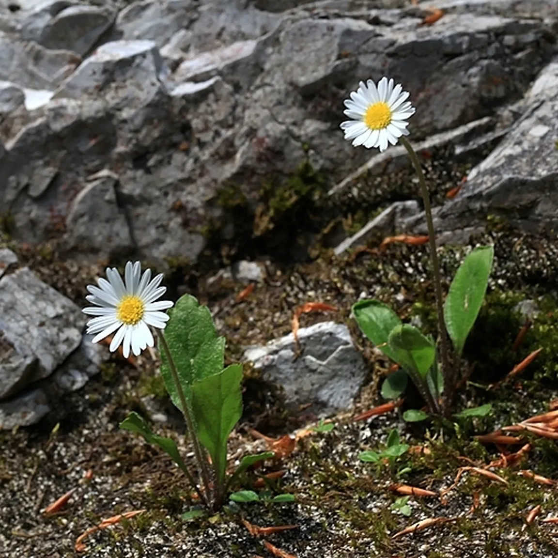Marjetičasta nebina (Aster bellidiastrum) ima dlakavo neolistnato steblo in bele jezičaste cvetove.