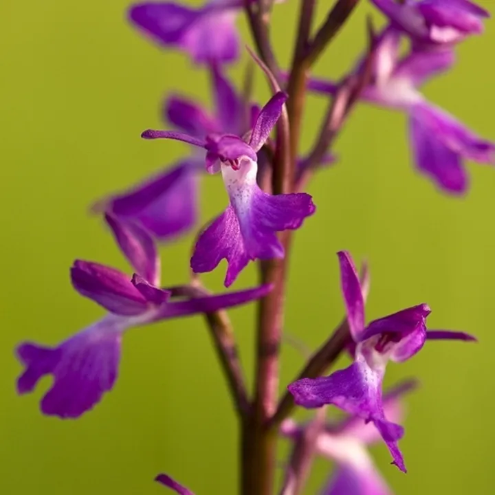 Močvirska kukavica (Orchis palustris) ima socbetje škrlatnih barv.