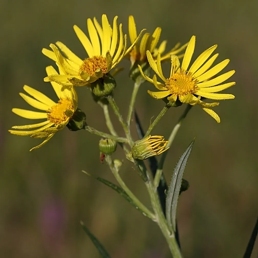 Močvirski grint (Senecio paludosus) ima suličaste rumene liste.