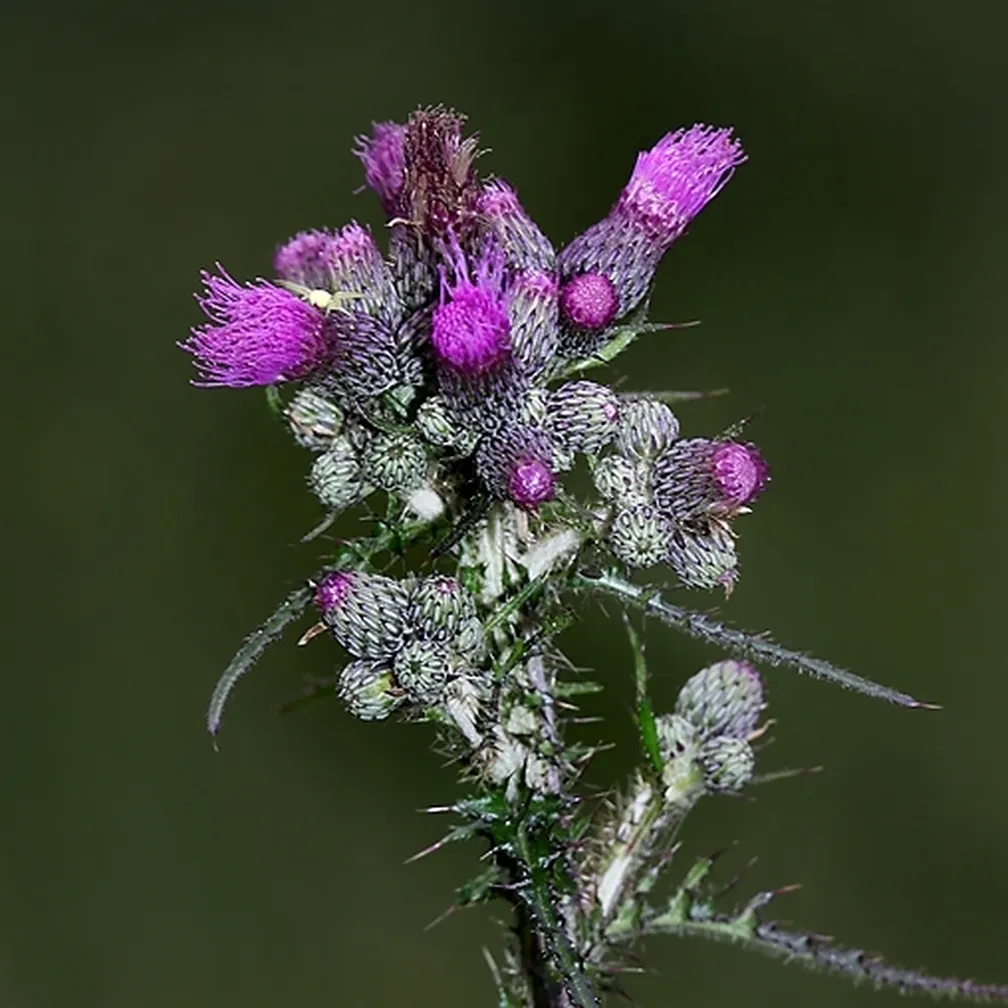 Mocvirski osat (Cirsium palustre) ima škrlatne cvetove združene v zgoščene koške.