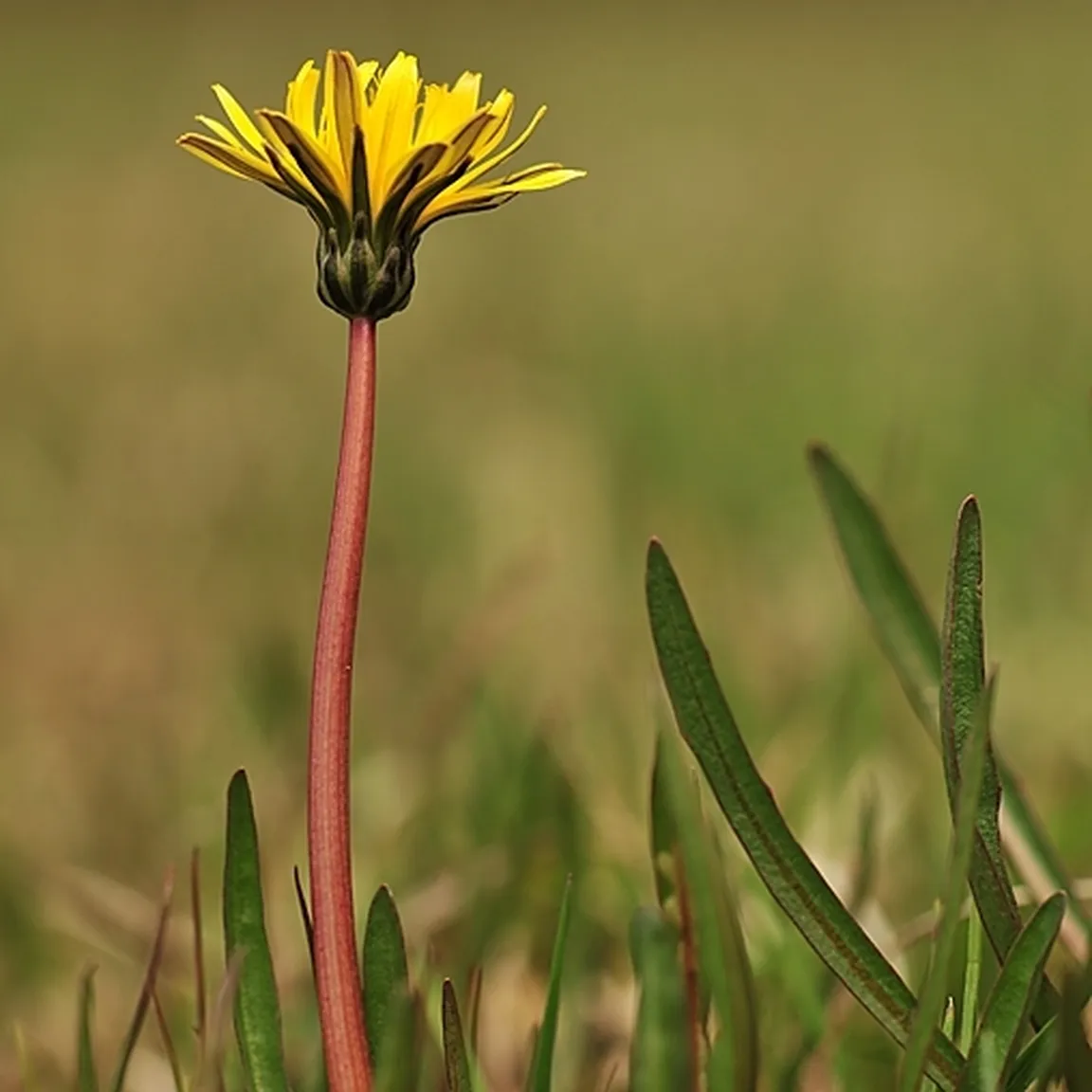 Močvirski regrat (Taraxacum palustre agg) ima golo deblo in košek rumenih cvetov.