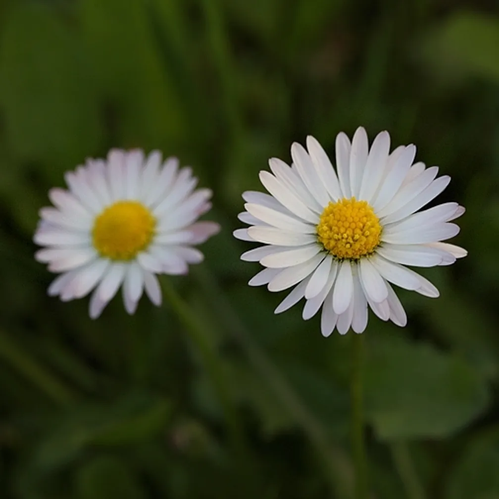 Navadna marjetica (Bellis perennis) ima majhne bele cvetove.