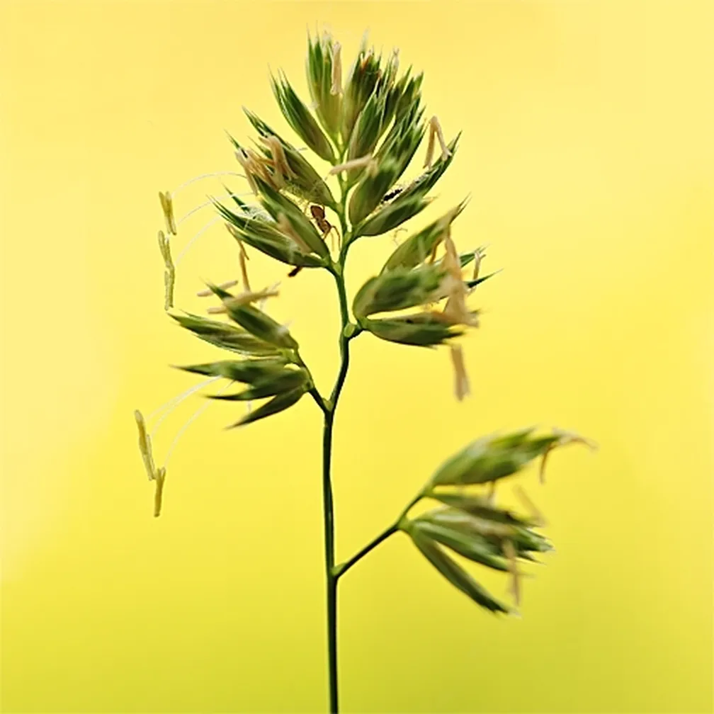 Navadna pasja trava (Dactylis glomerata) obsijana s sončnimi žarki.