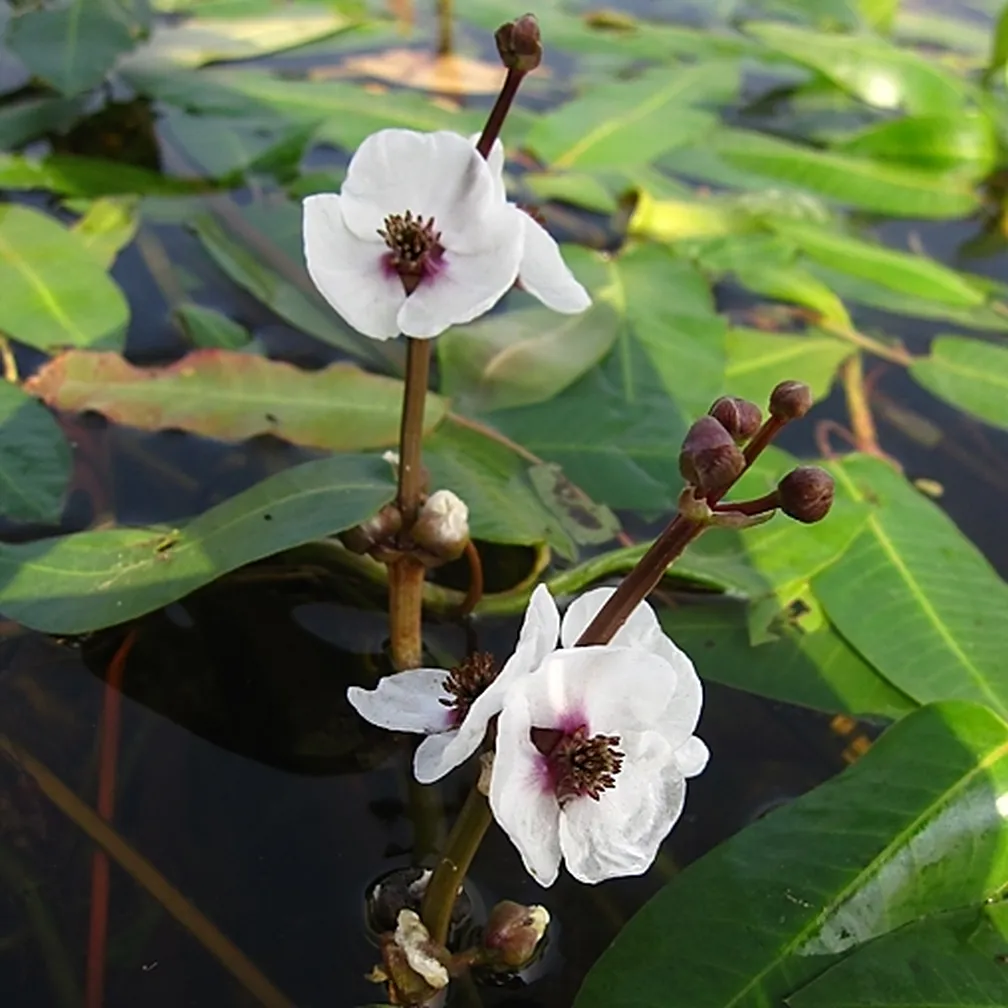 Navadna streluša - Sagittaria sagittifolia.