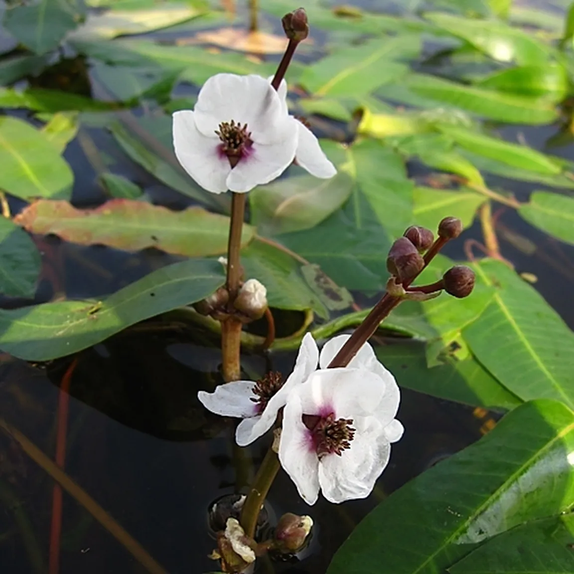 Navadna streluša - Sagittaria sagittifolia.