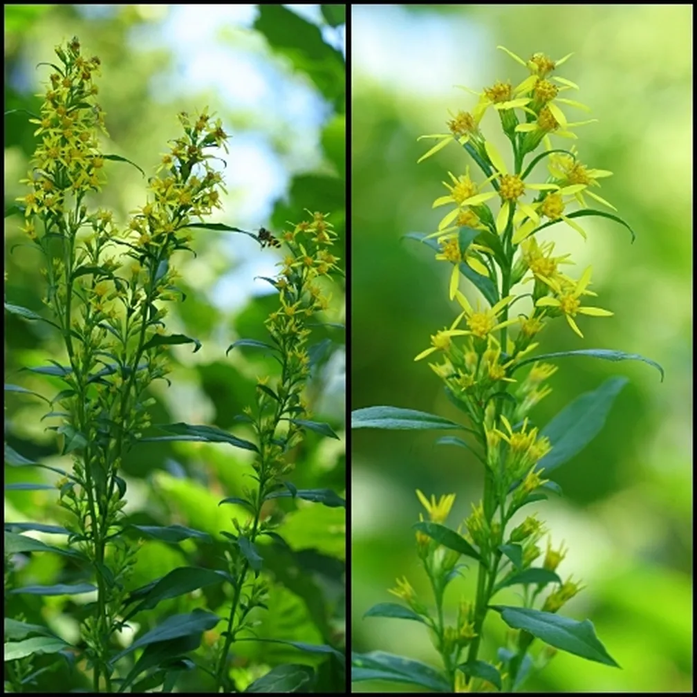 Navadna zlata rozga (Solidago virgaureae) v razcvetu.