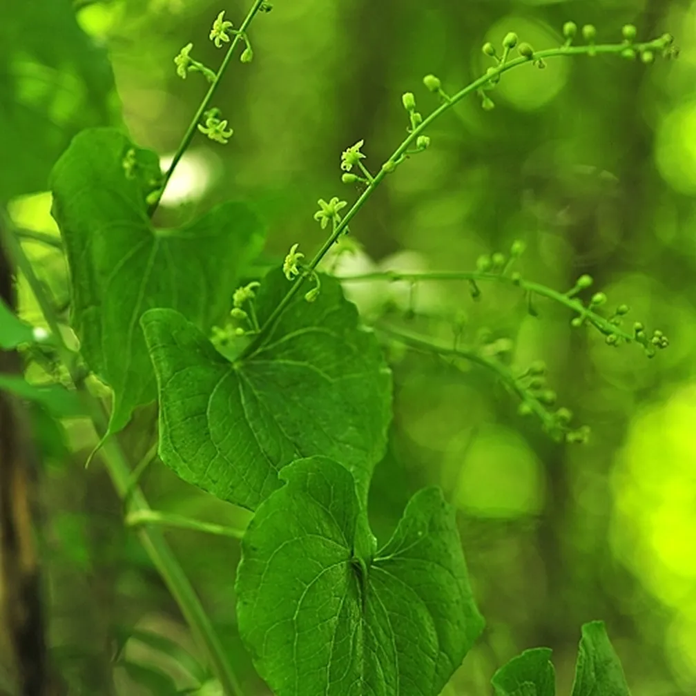 Navadni bljušč (Tamus communis) ima srčaste stebelne liste in drobne rumenozelenkaste cvetove.