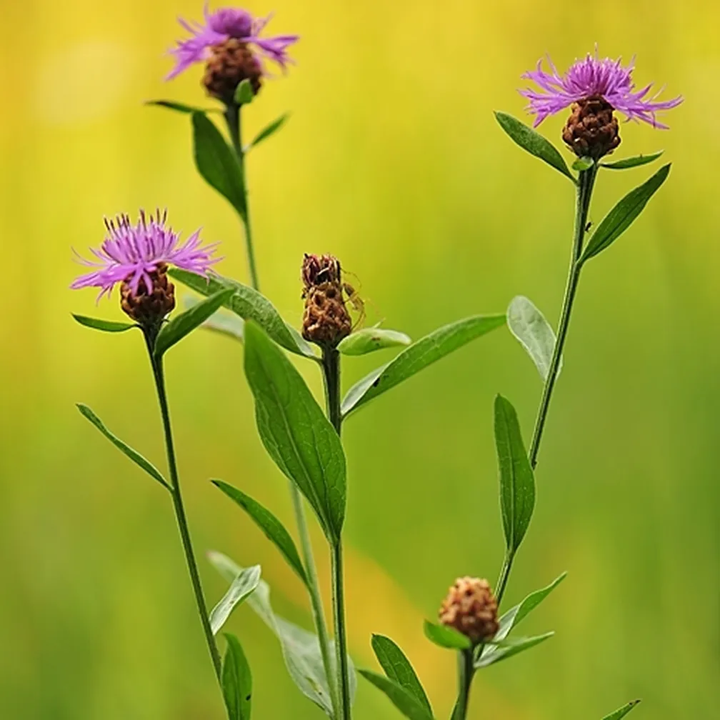 Navadni glavinec (Centaurea jacea) ima pokončno steblo in na vrhu košek s škrlatnimi cvetovi.