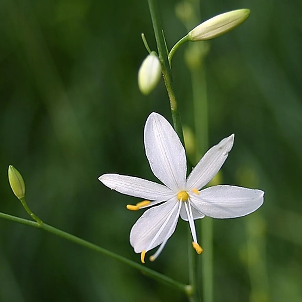 Navadni kosmuljek (Anthericum ramosum)  ima razvejano, rahlo latasto belo socvetje.