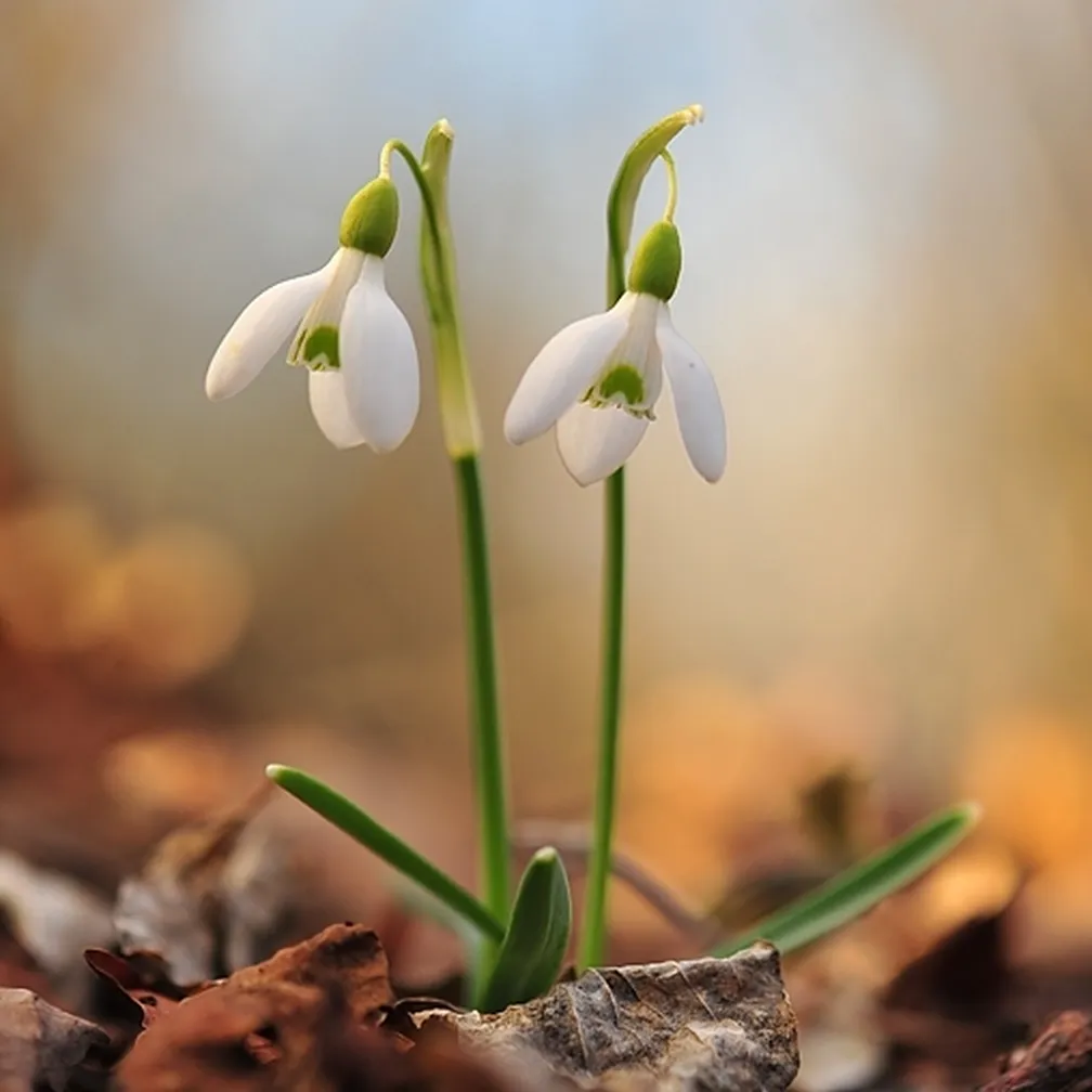 Navadni mali zvonček (Galanthus nivalis) raste v večji skupini ob robu gozda.