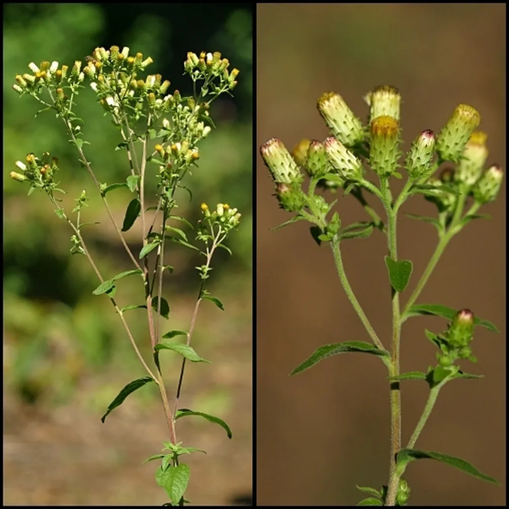 Navadni oman (Inula conyza)je opazna rastlina,ki navadno požene šop pokončnih stebel.