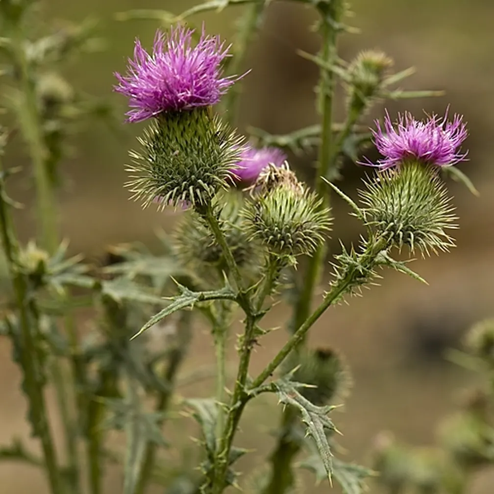 Navadni osat (Cirsium vulgare) ima pokončno razvejano steblo in pernato deljene stebelnate liste.