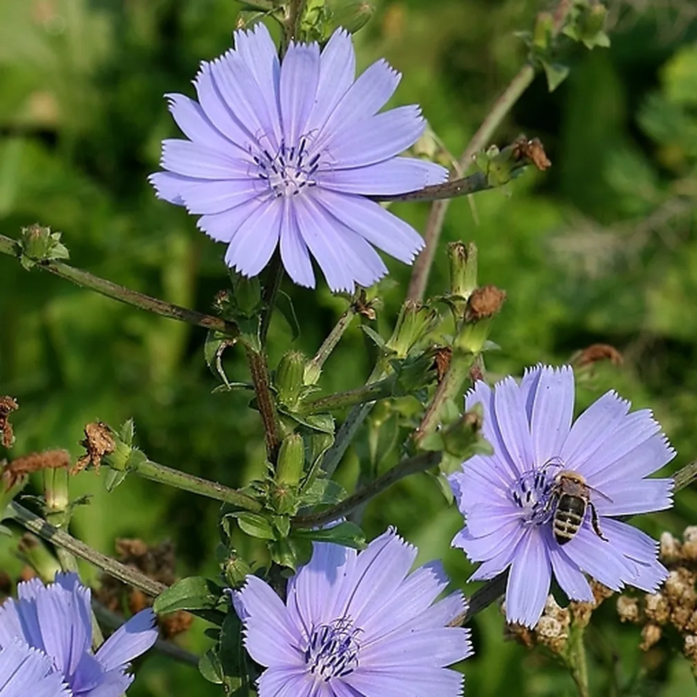 Navadni potrošnik (Cichorium intybus) ima pokončno razvejano žilavo steblo s škrbinastimi pritličnimi listi v obliki listnate rozete.