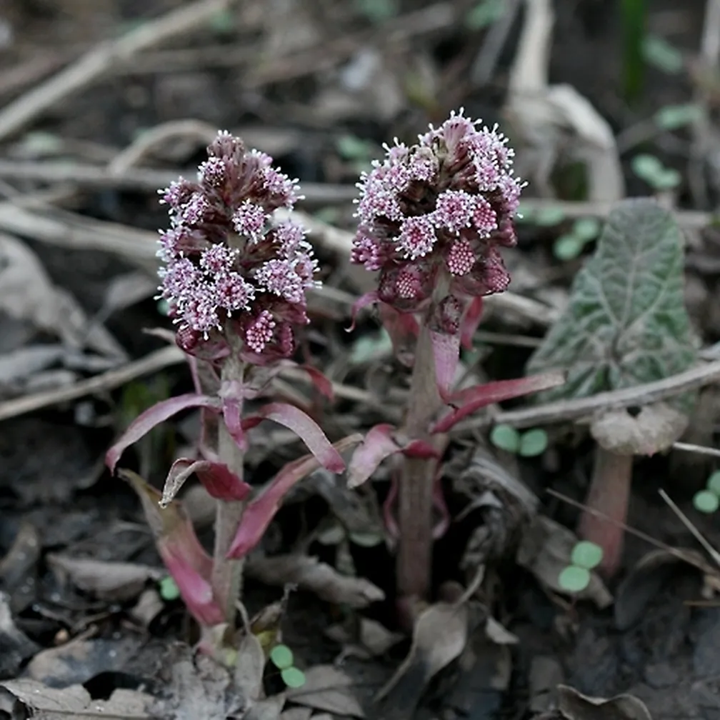 Navadni repuh (Petasites hybridus) ima krepko steblo in na vrhu sestavljeno rdečkasto socvetje.