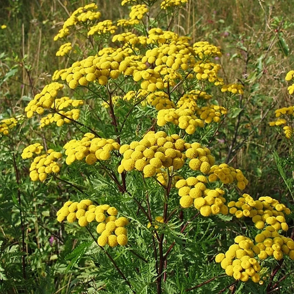 Navadni vratič (Tanacetum vulgare) ima pokončno na vrhu rayvejano steblo in jajčno suličaste liste.