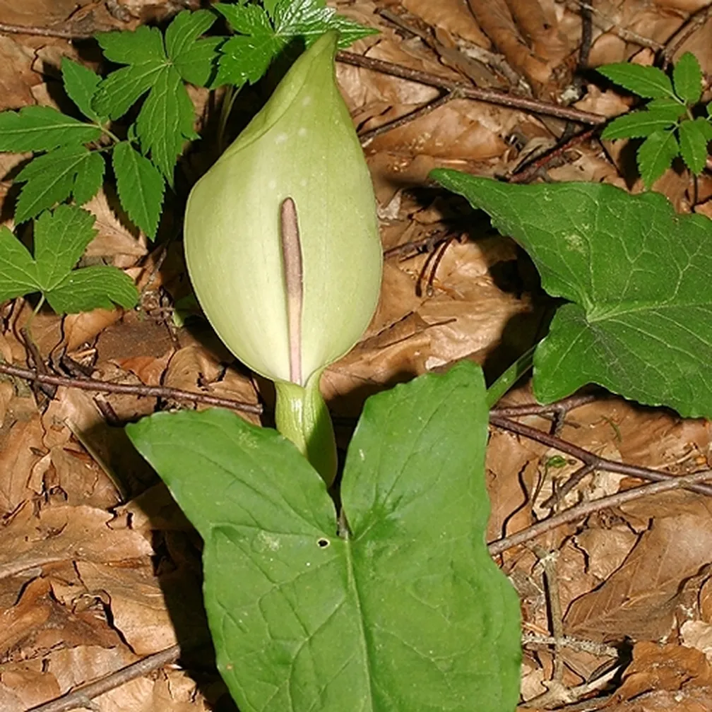 Pegasti kačnik (Arum maculatum) raste na listnati podlagi.