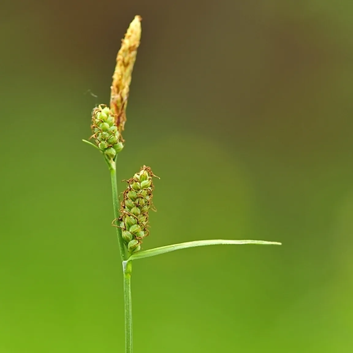 Polstenoplodni šaš (Carex tomentosa) s svojimi značilnimi podzemnimi pogajnki.