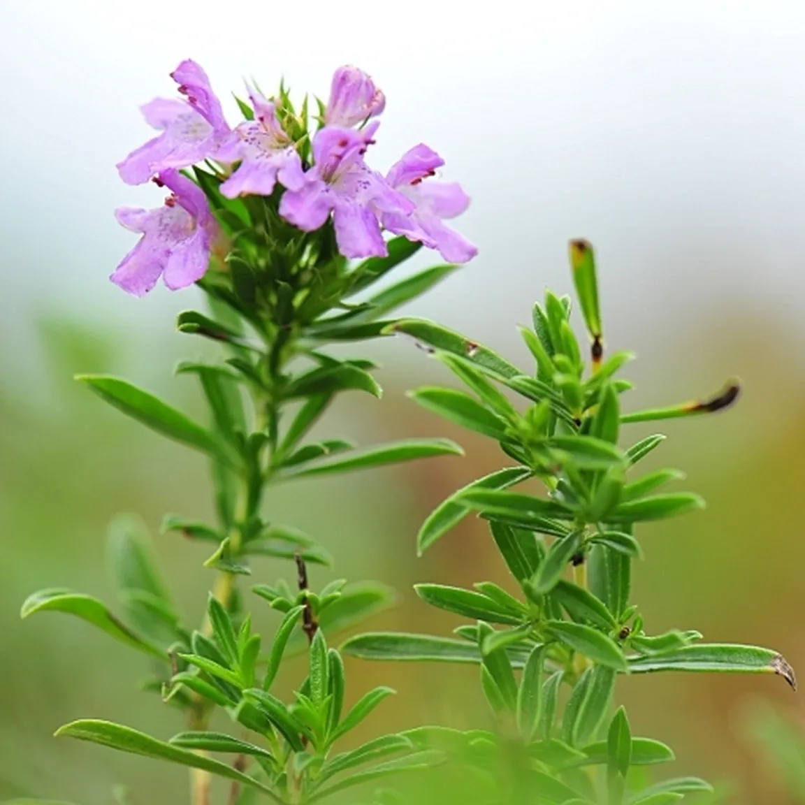 Cvetoč pritlikavi šetraj (Satureja subspicata) od blizu.