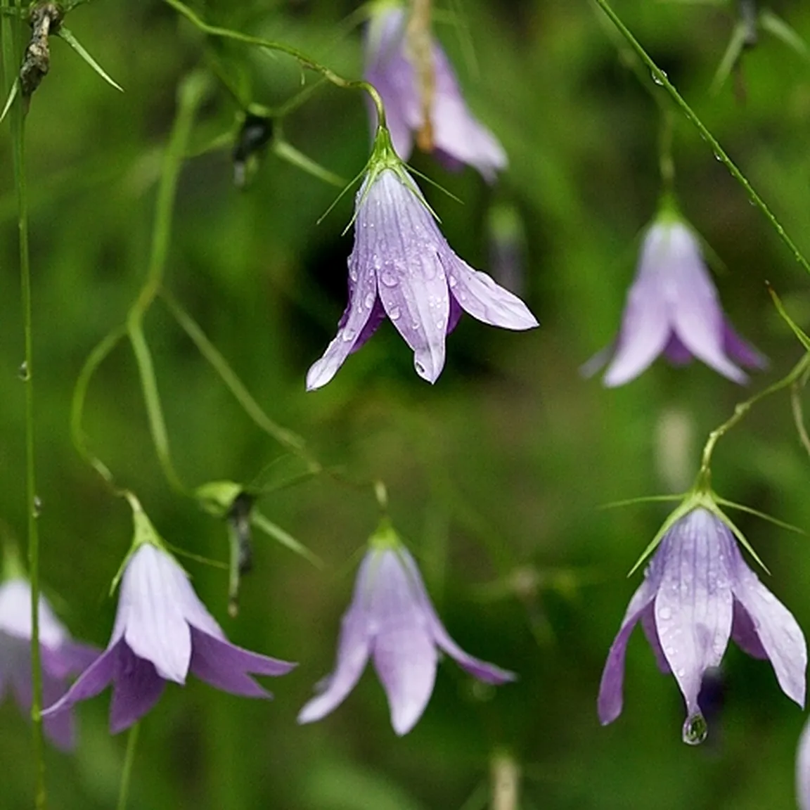Socvetje razprostrte zvončice (Campanula patula) od blizu.