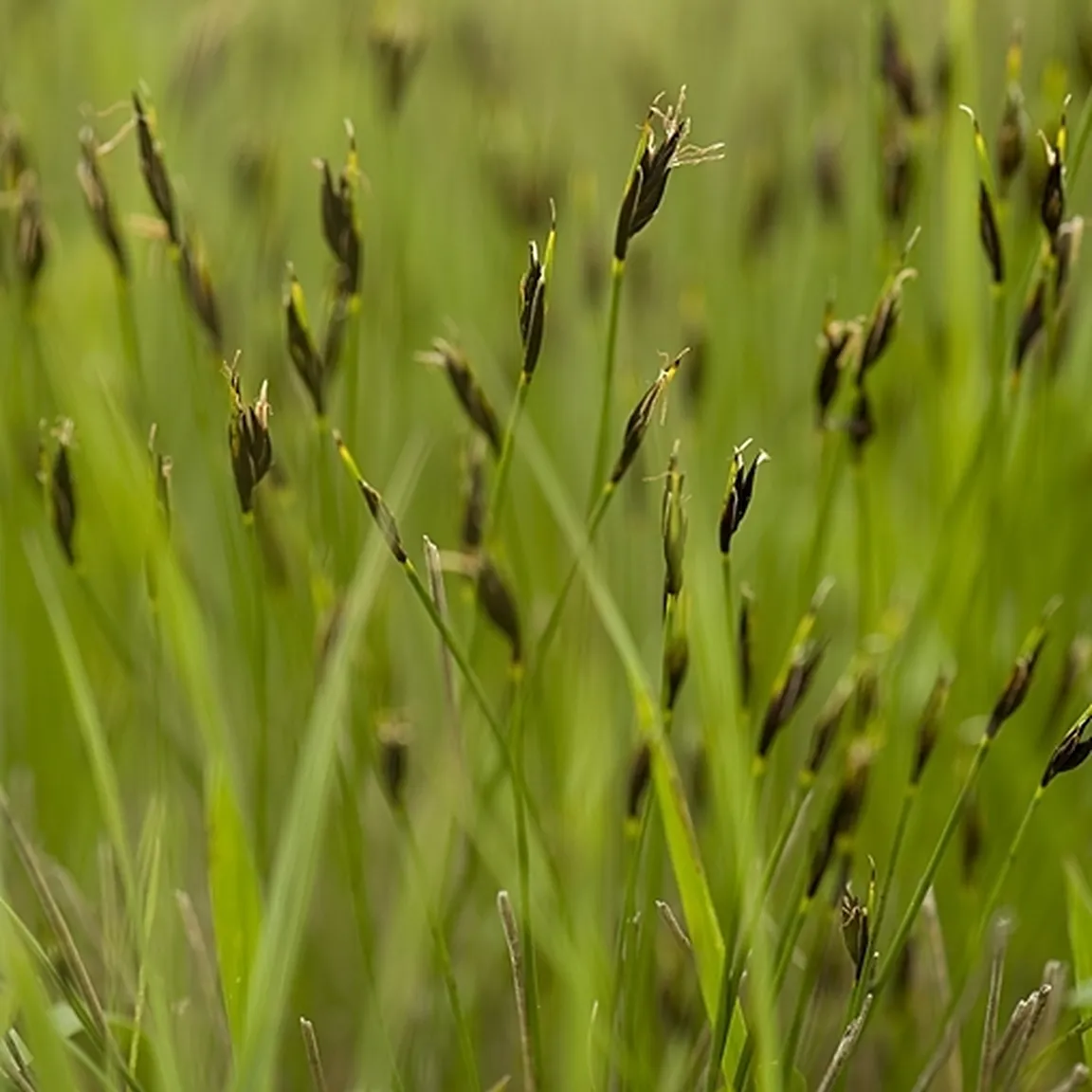 Rjasti sitovec (Schoenus ferrugineus) se razrašča po zelenem 
travniku.