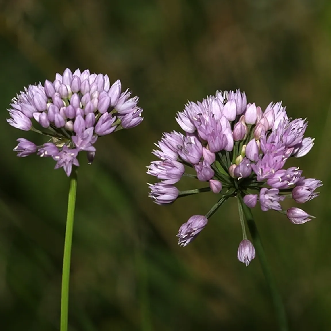 Robati luk (Allium angulosum) ima ščetinasto okrogle belo vijolične cvete.
