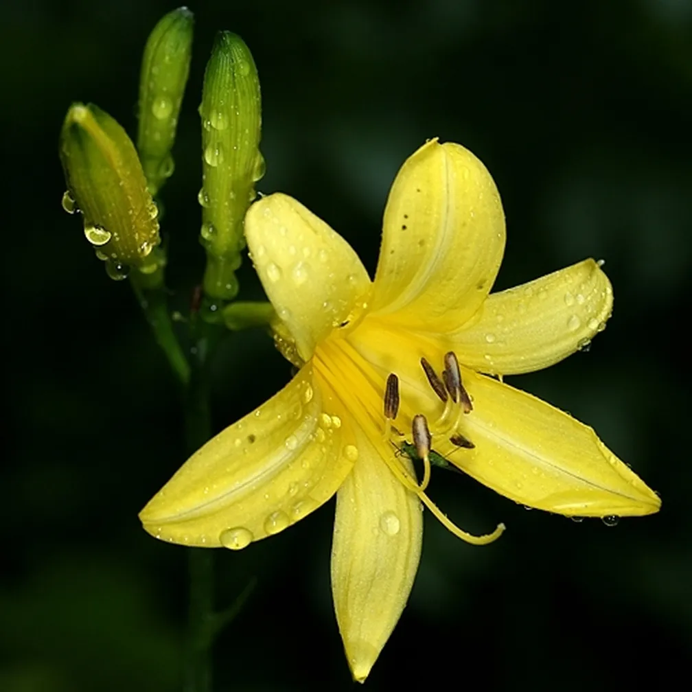 Rumena maslenica (Hemerocallis lilioasphodelus) ima dišeče rumene cvetove.