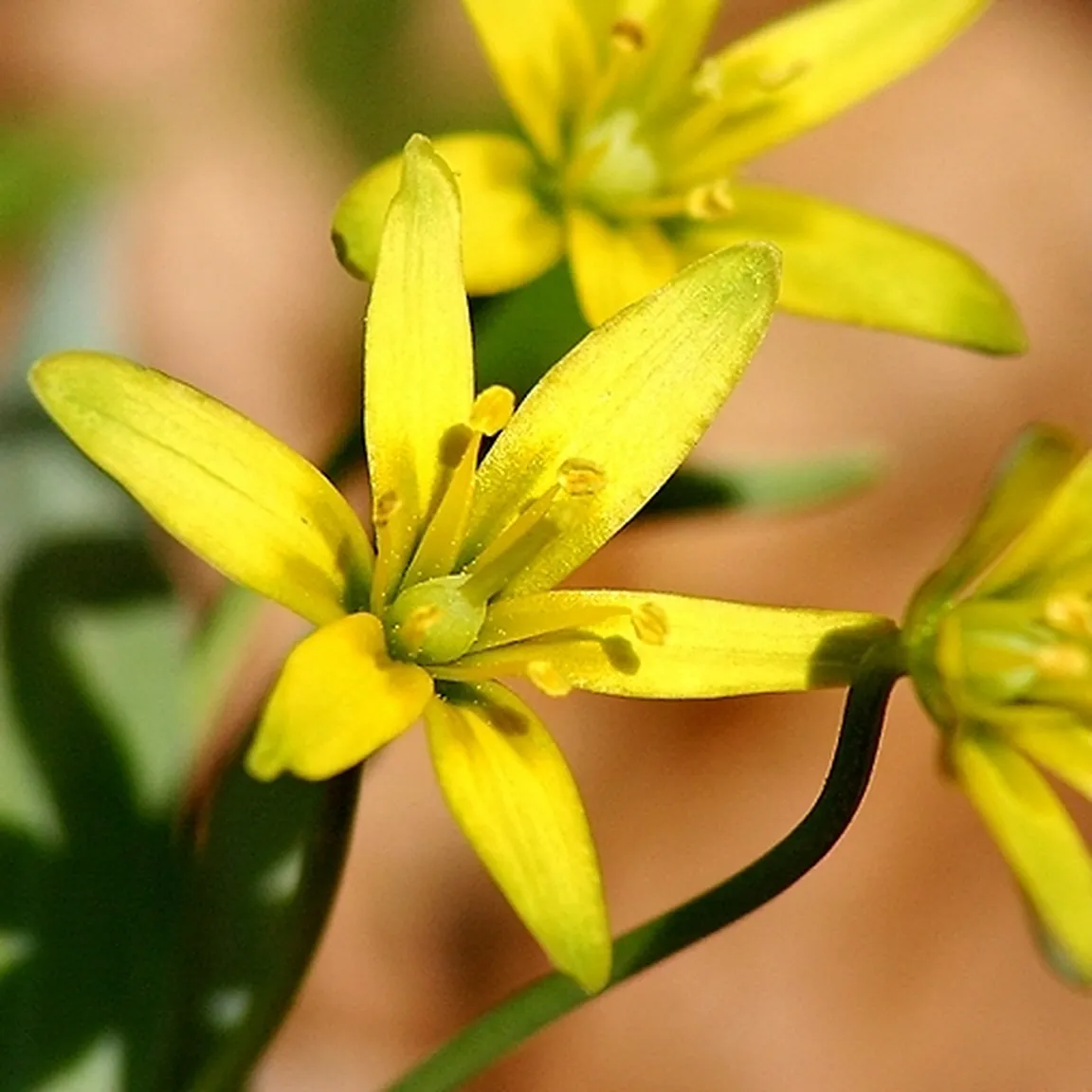 Rumena pasja čebulica (Gagea lutea) ima šest cvetnih listov in vidne pelode rumenih barv.