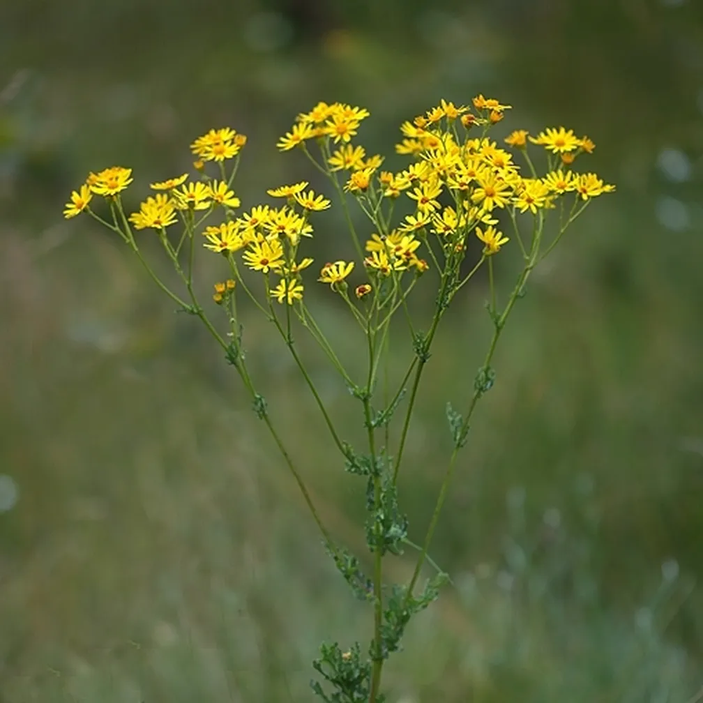 Šentjakobov grint (Senecio jacobaea) ima rumene jezičaste cvetove.