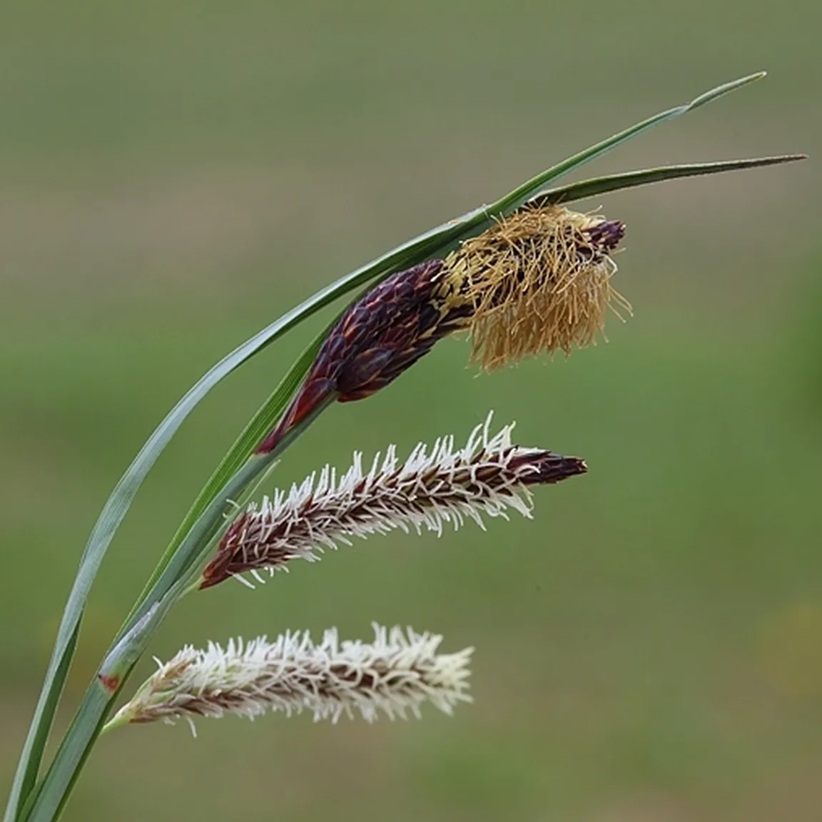 Sinjezeleni šaš (Carex flacca)