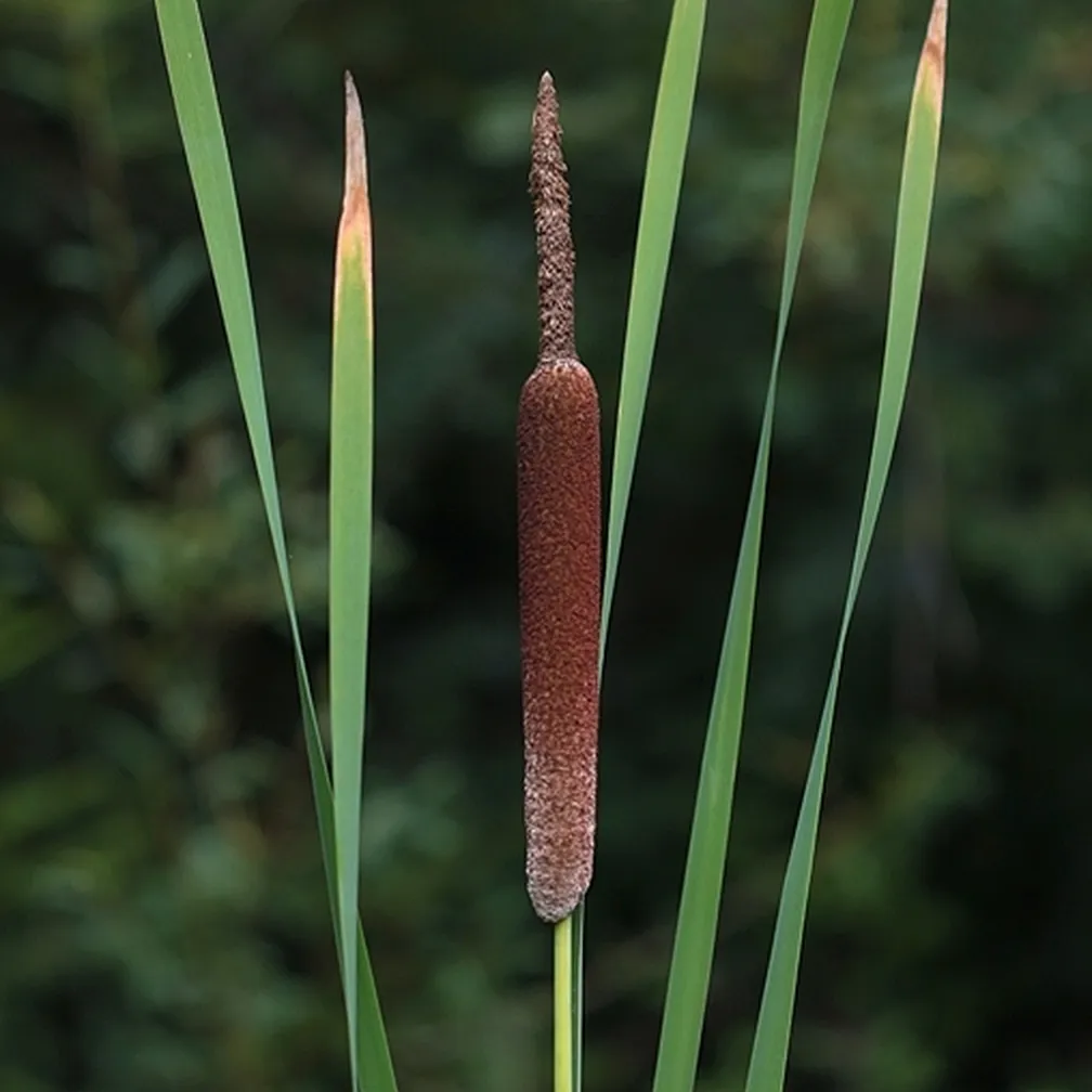 Širokolistni rogoz (Typha latifolia) na sliki njegov zgornji rjavi del kot glava te rastline.