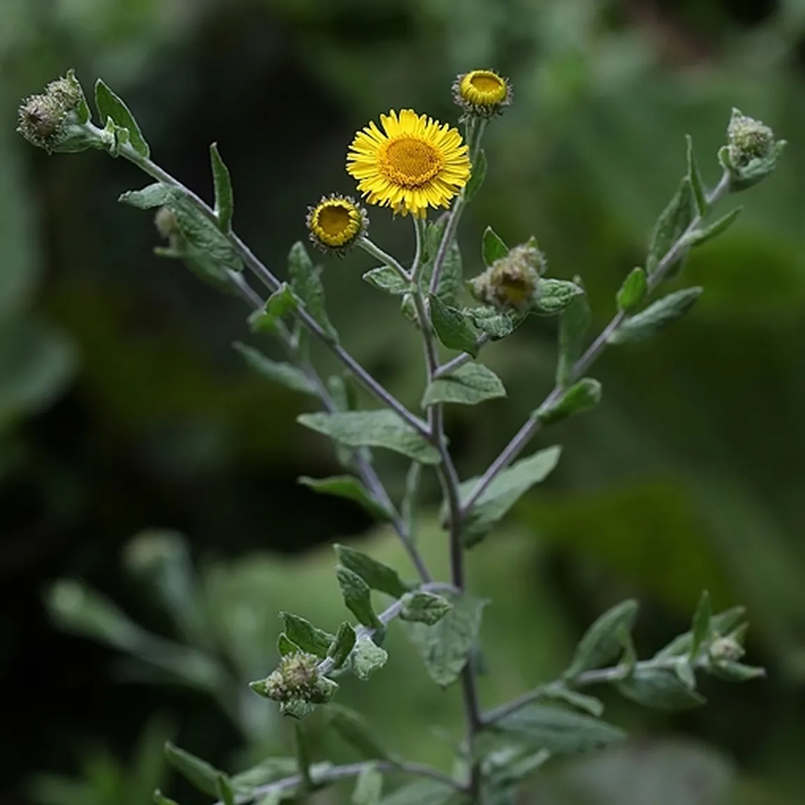 Srcastolistna bolhaca (Pulicaria dysenterica) ima izrazito razvejano pokončno steblo in rumene cvetove.