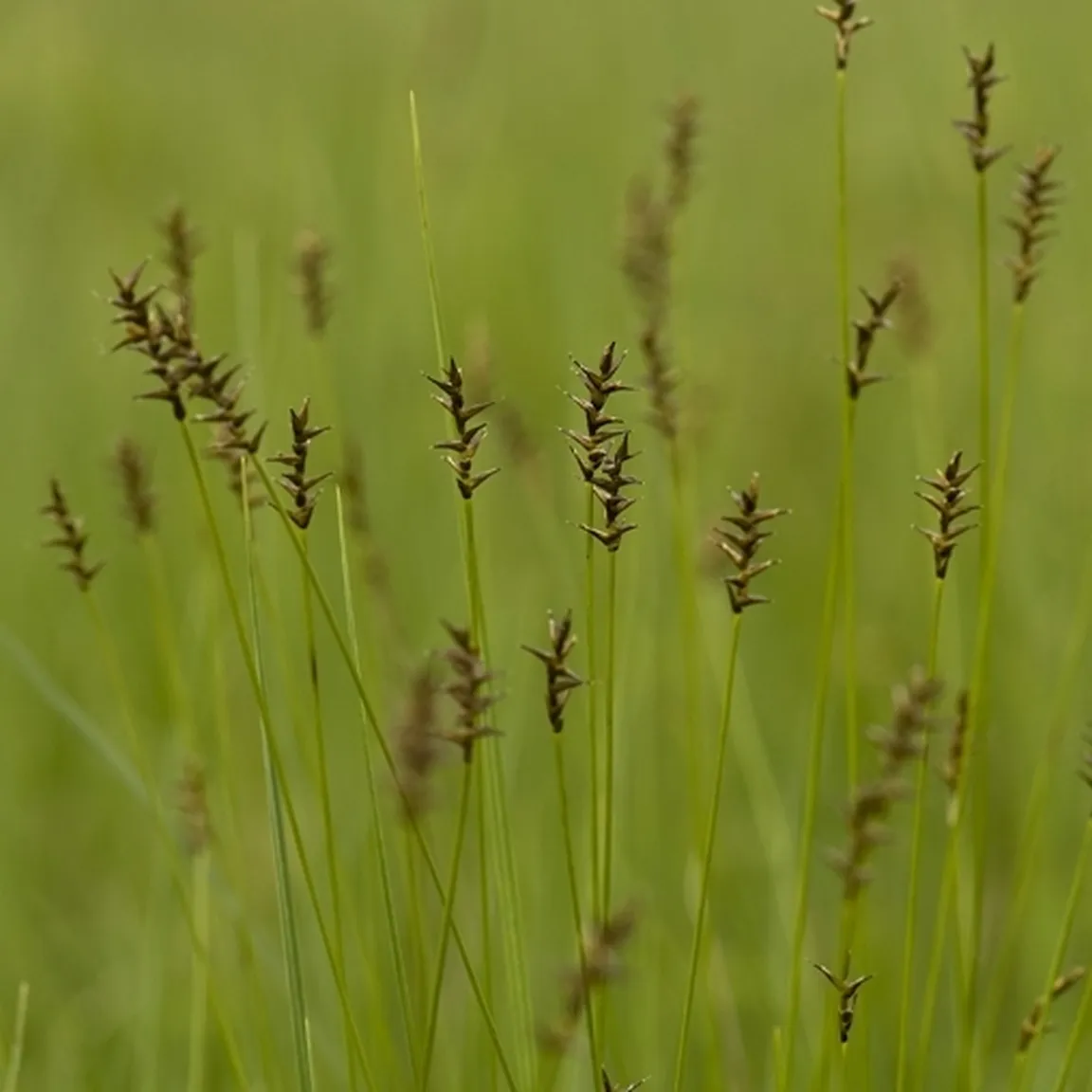 Srhki šaš (Carex davalliana) v raste na velikem travniku.