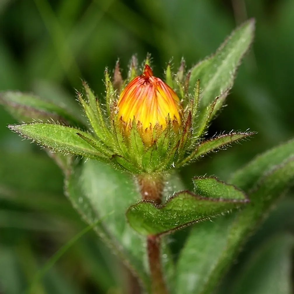Srhkodlakavi oman (Inula hirta) ima rumene jezičaste in cevaste cvetove.