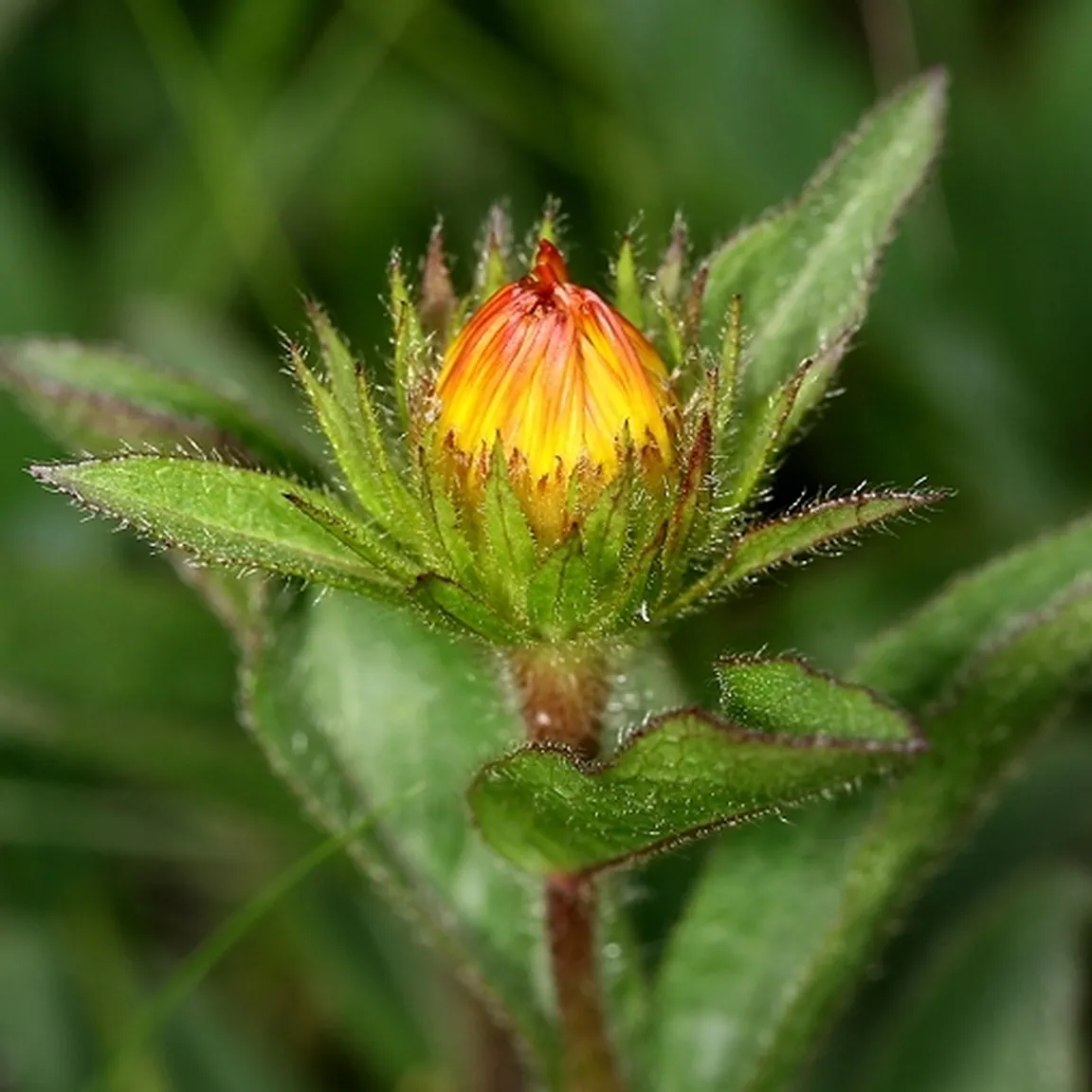 Srhkodlakavi oman (Inula hirta) ima rumene jezičaste in cevaste cvetove.