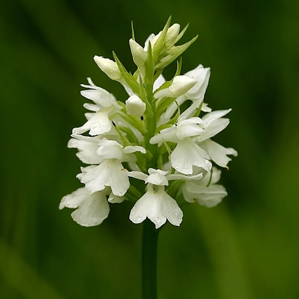 Transilvanska prstasta kukavica (Dactylorhiza maculata ssp transsilvanica ) z belimi cvetovi.