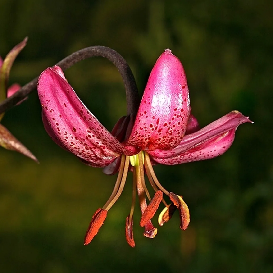 Turška lilija (Lilium martagon) ima rožnate cvetove združeno v socvetje.