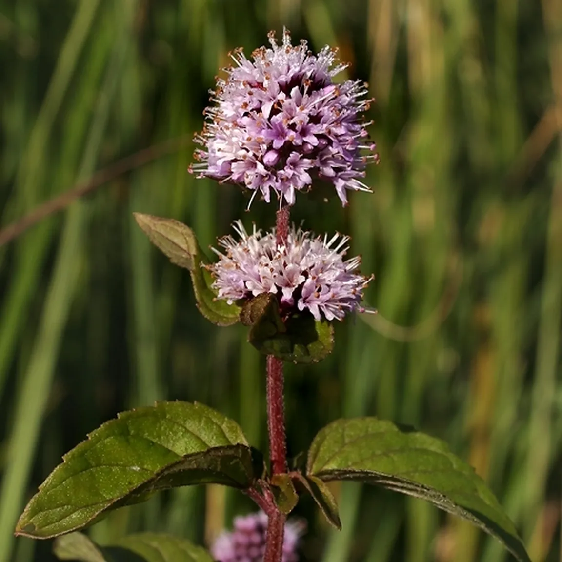 Vodna meta (Mentha aquatica) med cvetenjem na naravnem rastišču.