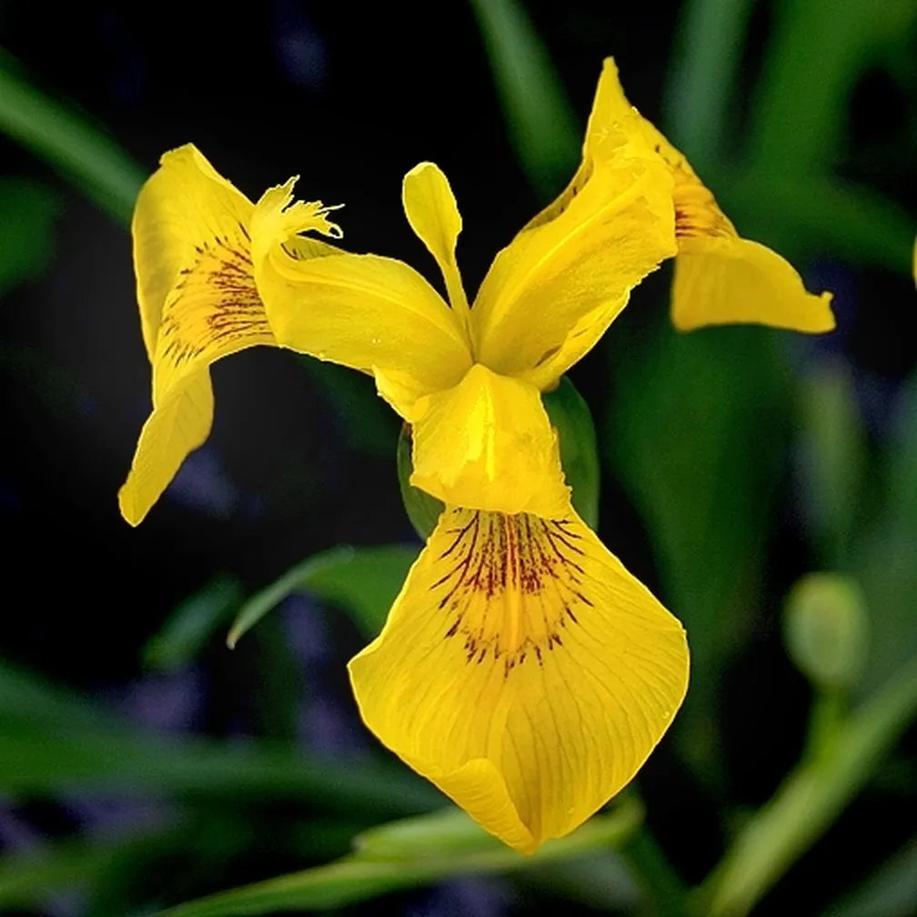 Vodna perunika (Iris pseudacorus) ima velike rumene cvetove.