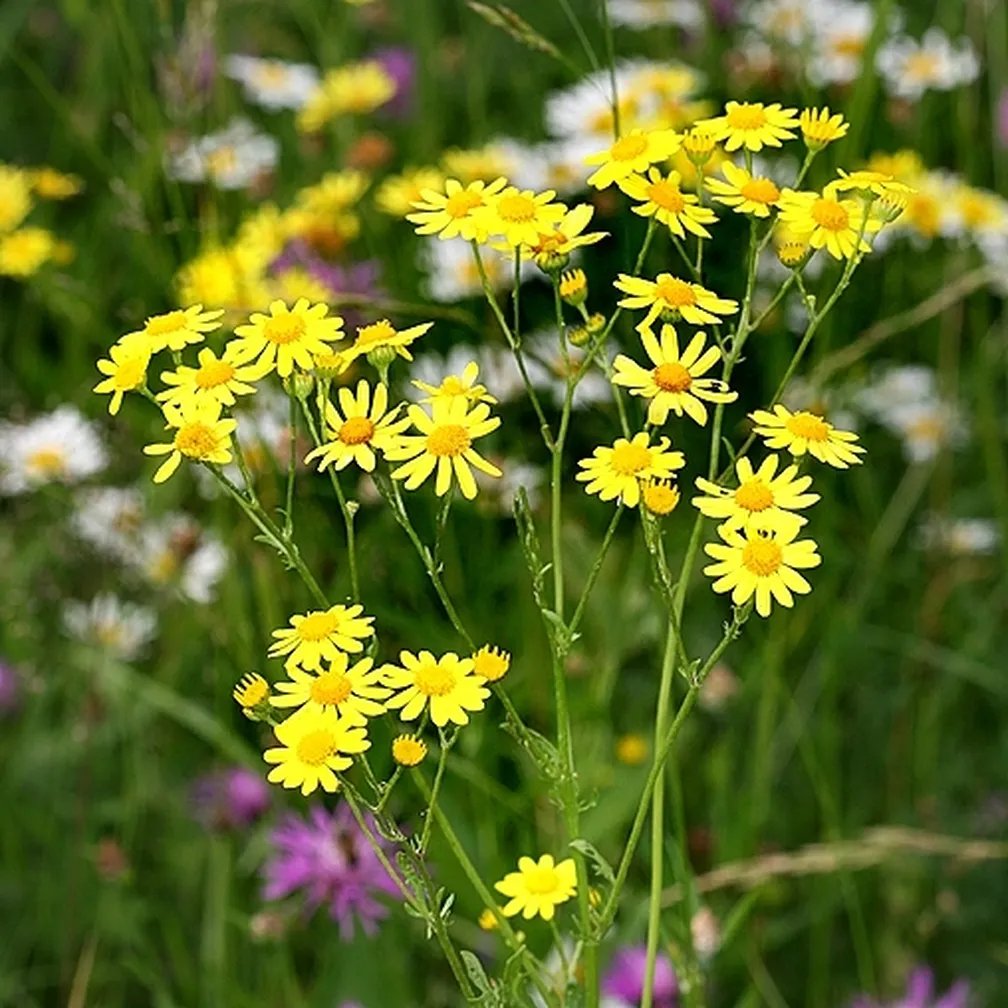 Vodni grint (Senecio aquaticus agg) ima na vrhu štrleče steblo in rumene cvetove.