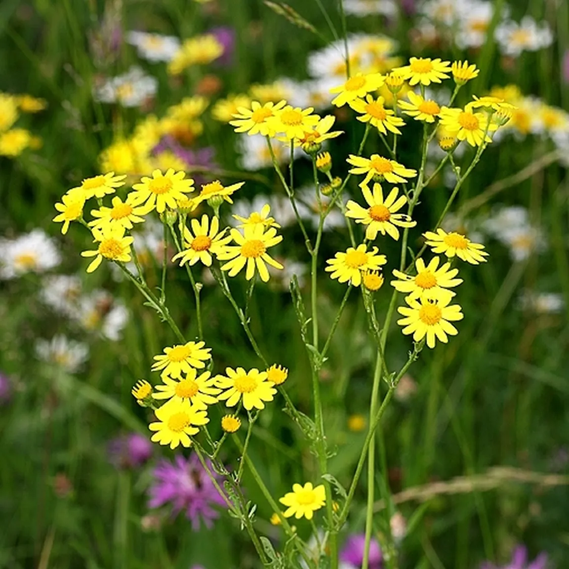 Vodni grint (Senecio aquaticus agg) ima na vrhu štrleče steblo in rumene cvetove.
