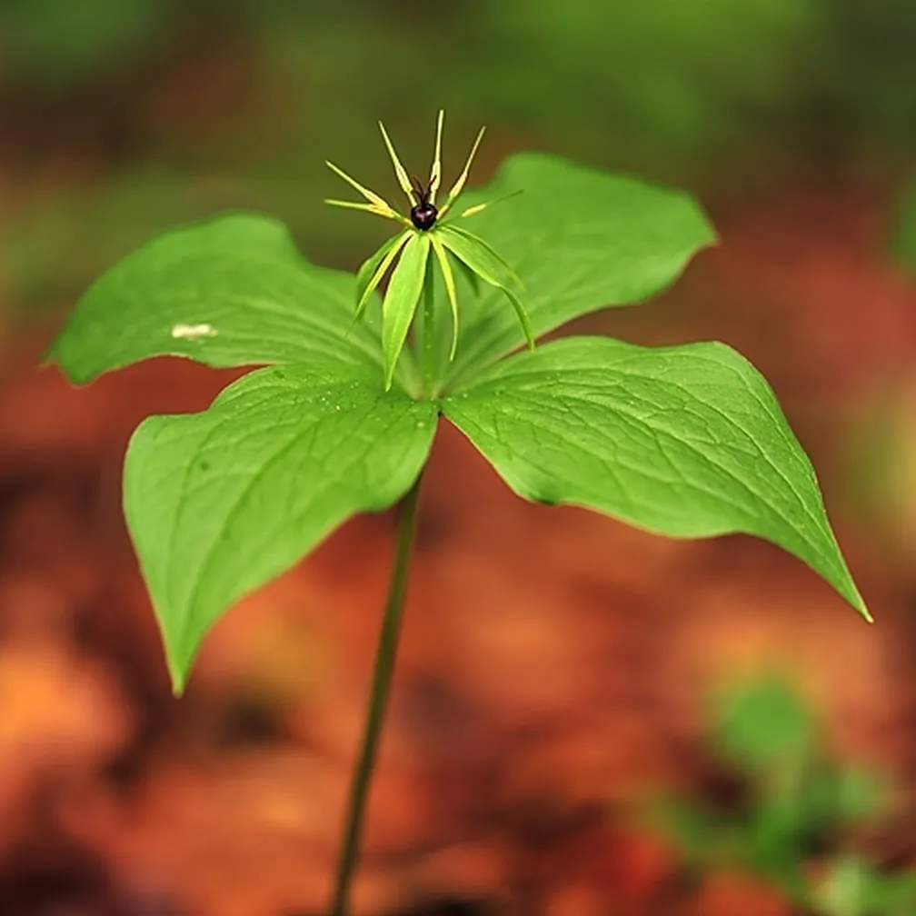 Volčja jagoda (Paris quadrifolia) ima jajčaste liste in njen črnomoder plod je strupen.