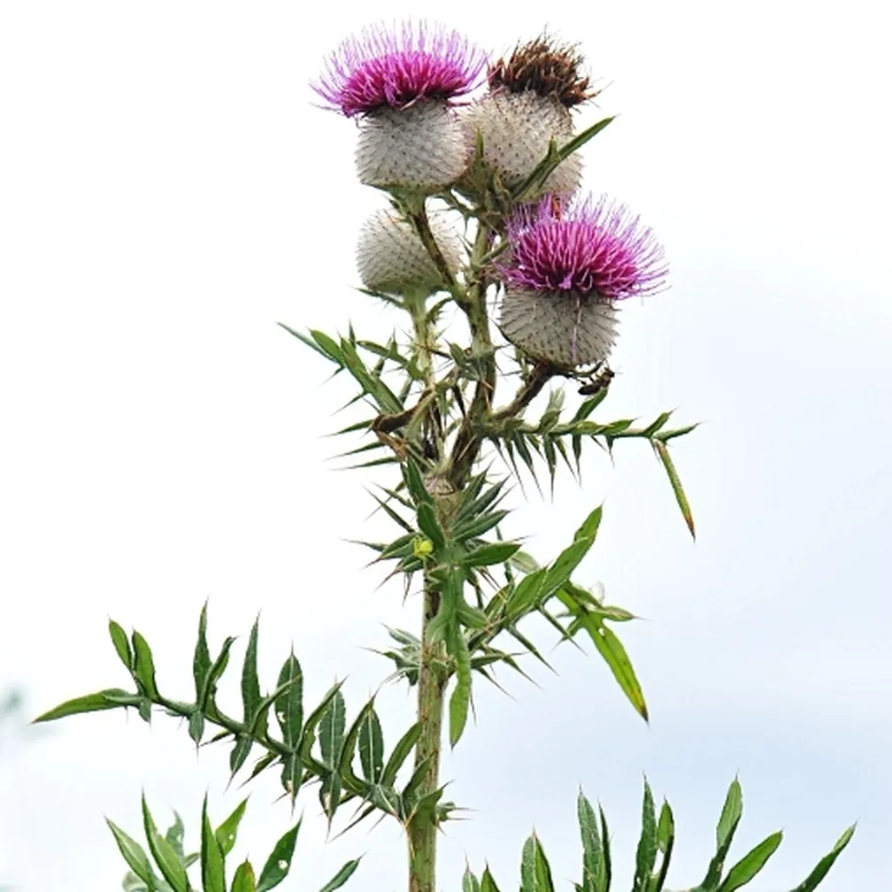 Volnatoglavi osat (Cirsium eriophorum) ima krepka gosto štrlečedlakava stebla in svetlosive okroglaste koške.