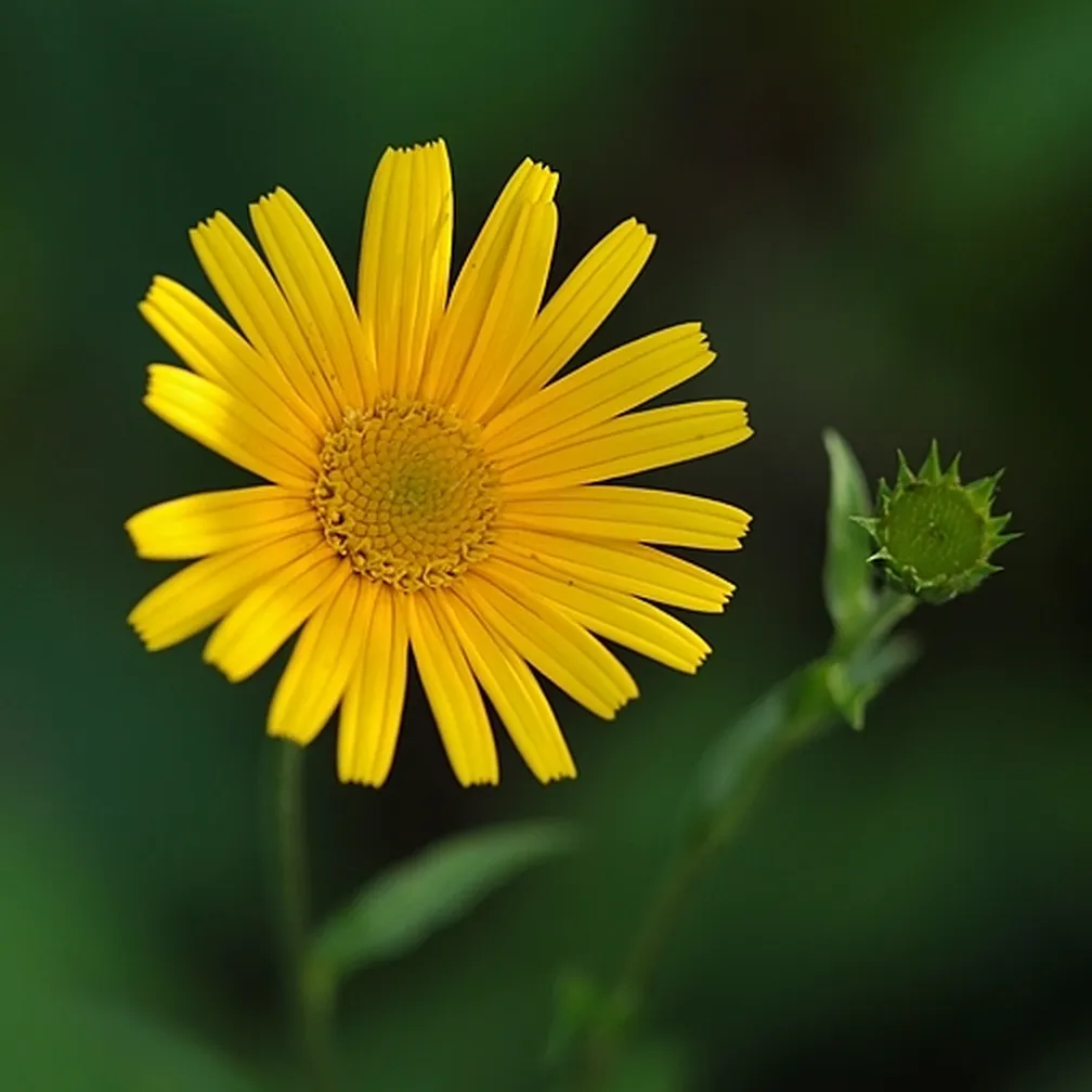 Vrbovolistni primožek (Buphthalmum salicifolium) ima pokončno steblo in suličaste rumene liste.