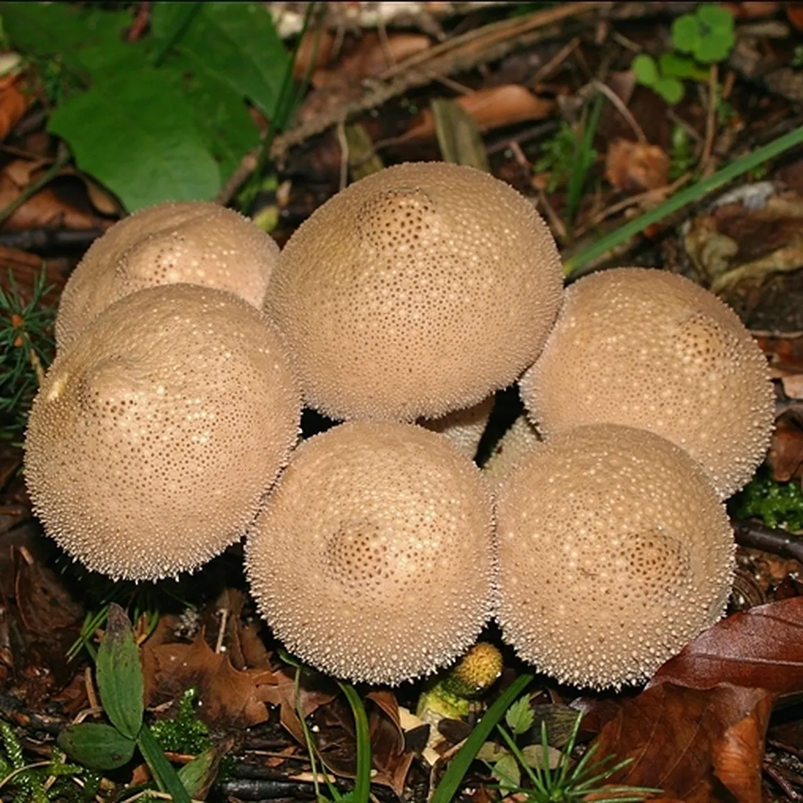 Betičasta prašnica (Lycoperdon perlatum) raste na gozdnih tleh.