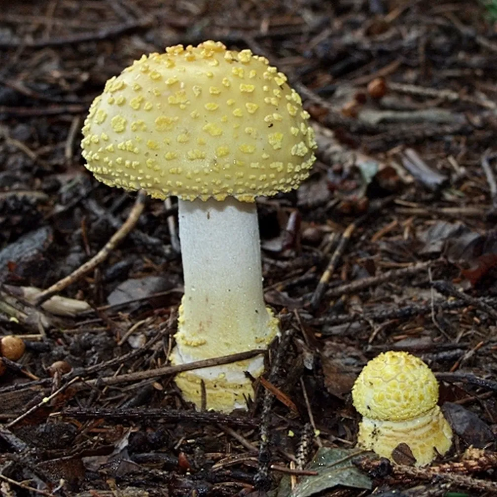 Citronasta mušnica (Amanita citrina) bledo rumenkaste barve na gozdnih tleh.
