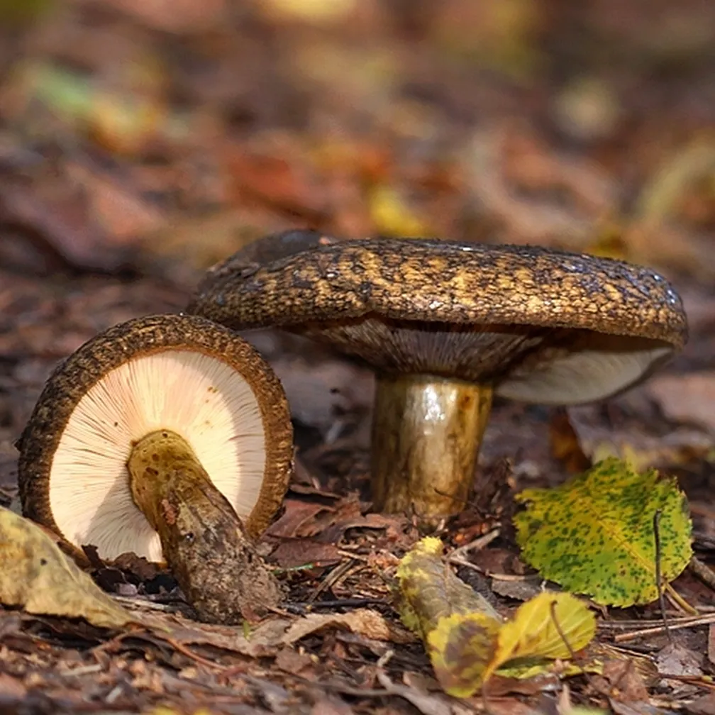 Grda mlečnica (Lactarius necator) raste v gozdu.